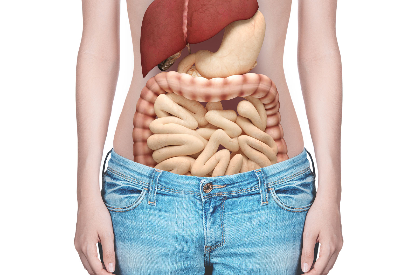 Anatomie der inneren Organe, speziell der Darm, weitere Darstellung Lunge und Magen