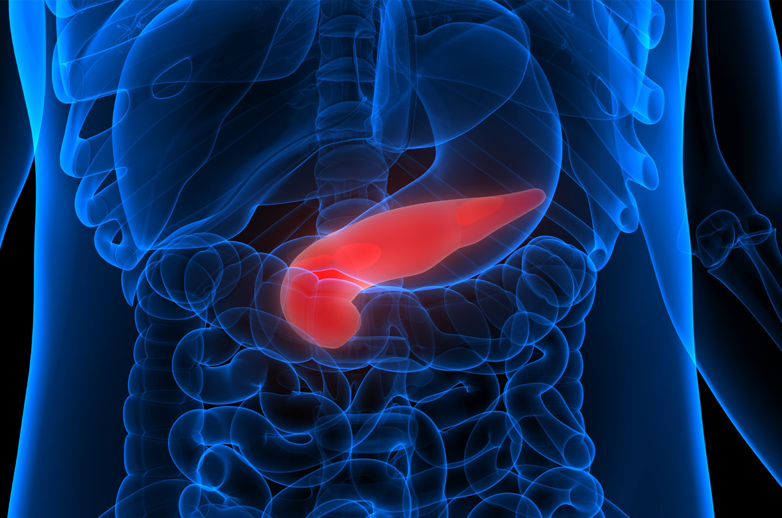 Anatomie des menschlichen inneren Organs der Bauchspeicheldrüse