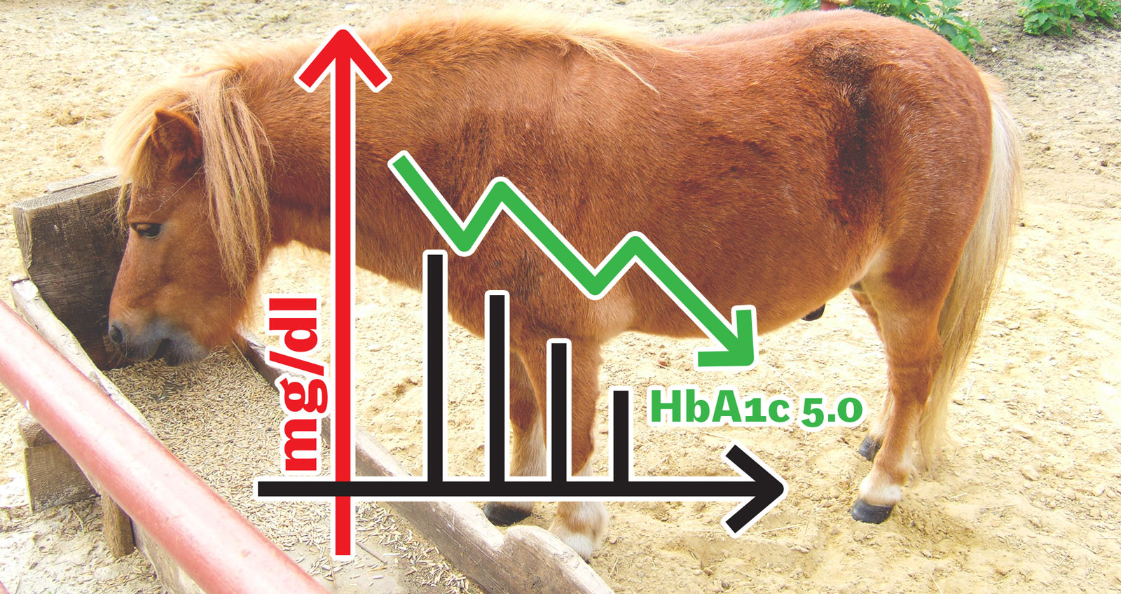 Ein Pferd frisst Hafer aus einem Trog. Davor eine Grafik, die sinkenden Blutzucker zeigt.