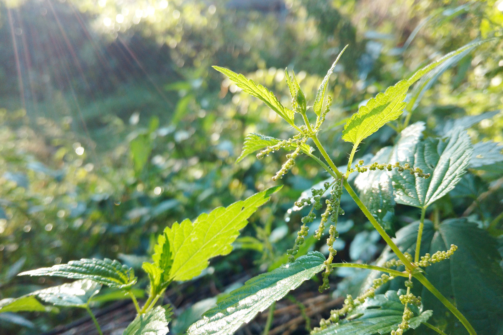 Brennesseln in der Natur