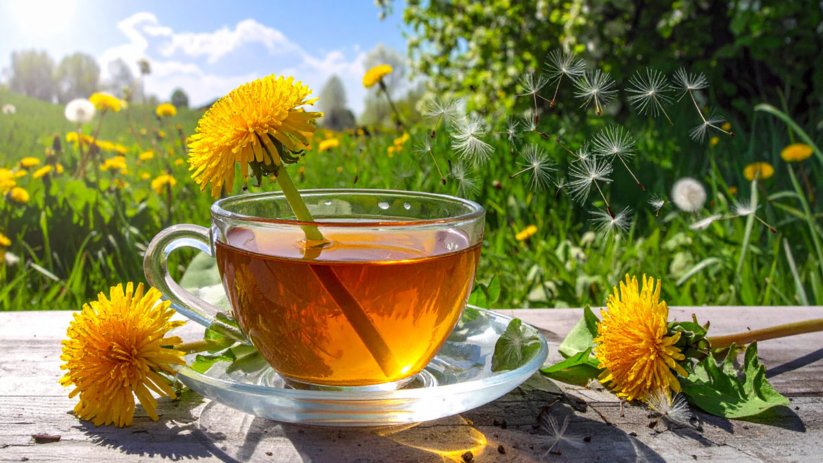 Löwenzahntee Eine Tasse Löwenzahntee vor einer Löwenzahn-Wiese